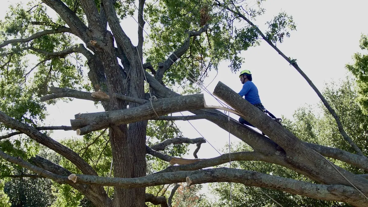 Professional Hazardous Tree Removal performed by certified arborists in Grand Island