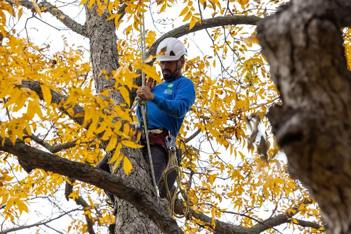 Skilled Tree Pruning crew working in Grand Island
