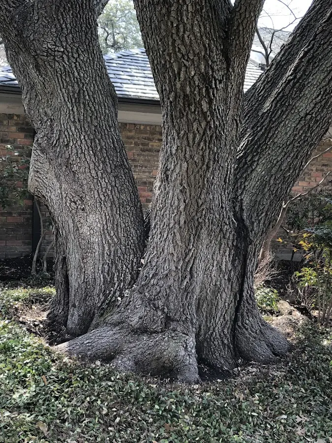 Mature heritage tree close to a Grand Island property cared for by certified arborists